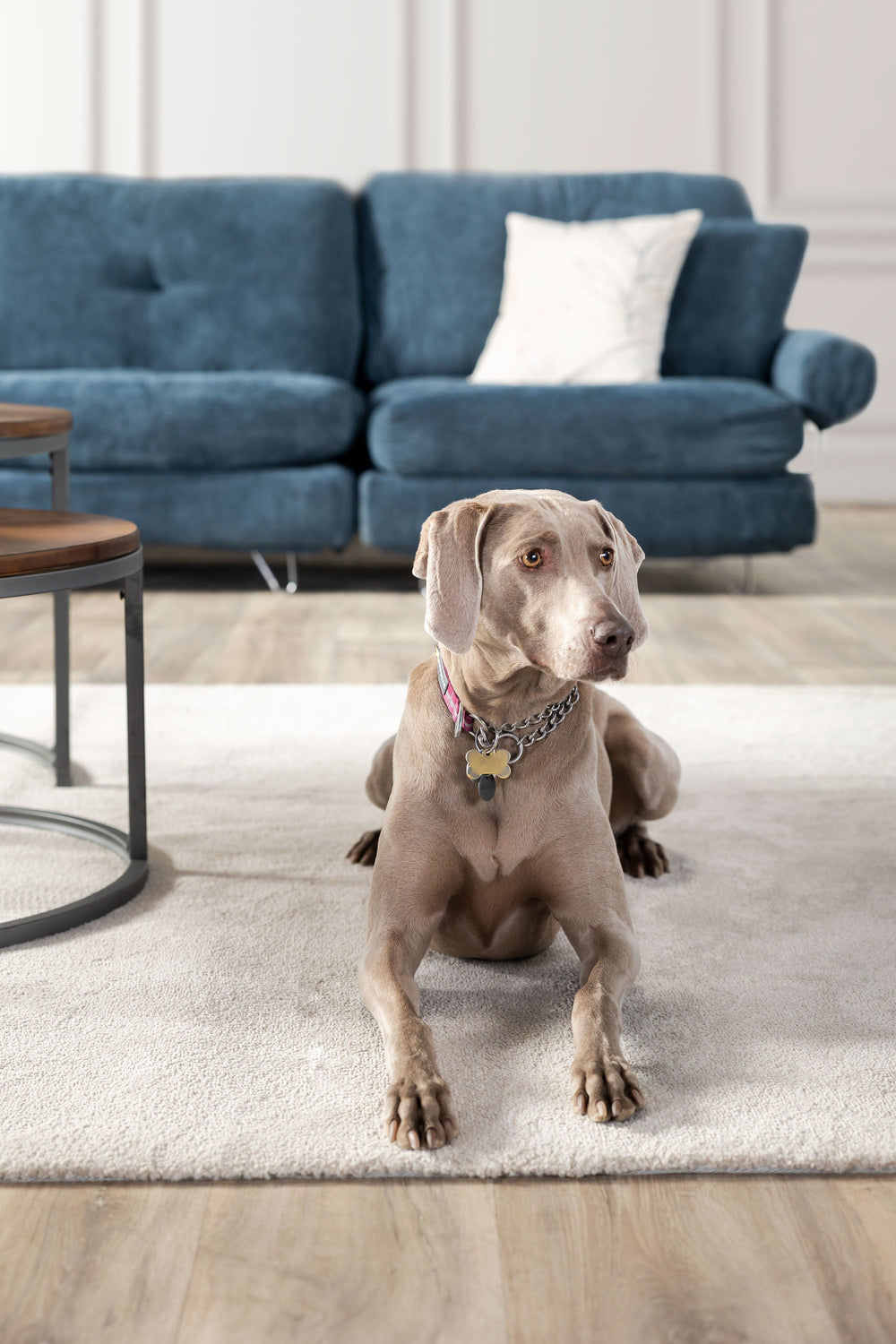 Pet Friendly Couch Material For You And Your Furry Friends