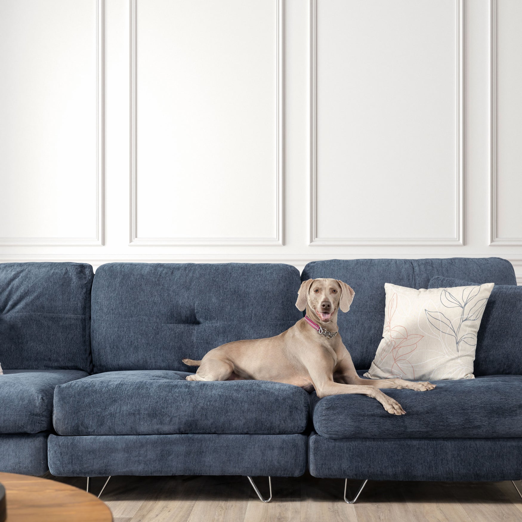 How to Protect Furniture from Dogs